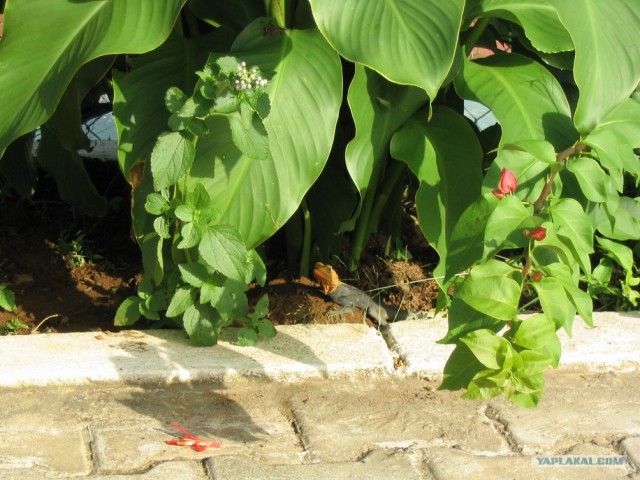 Путешествие в Сьерра-Леоне