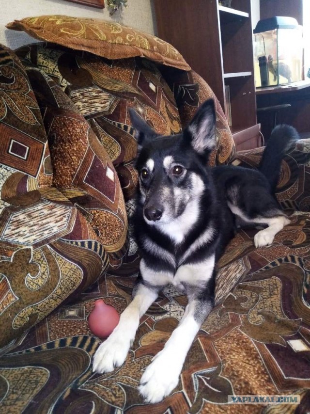 Новый друг