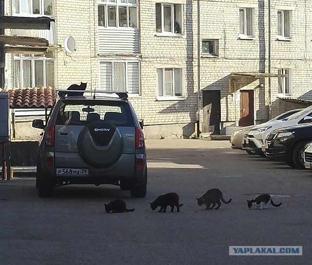 7 дней 8 ночей. Калининград