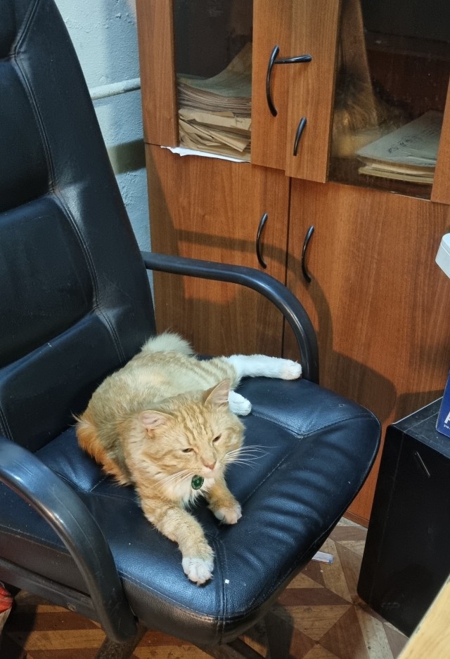Котовторник 1.11.22