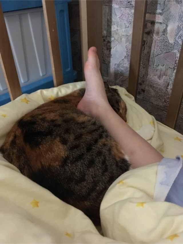 Растем с котом
