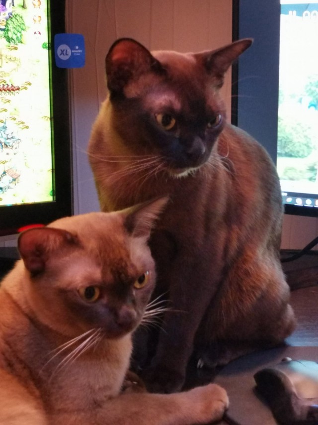 Мой котовторник
