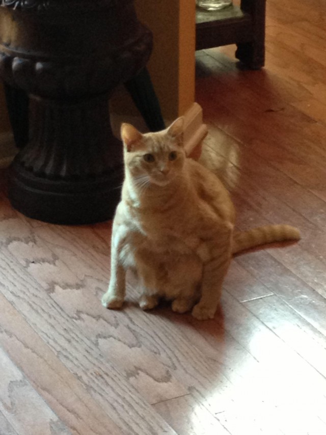 Кошка сидит