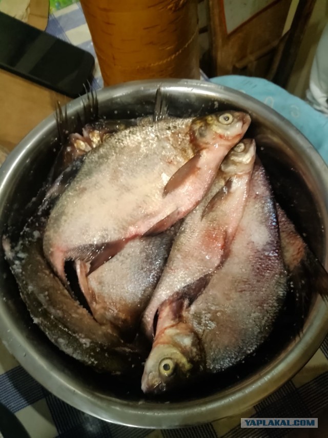 Открытие сезона рыбалки