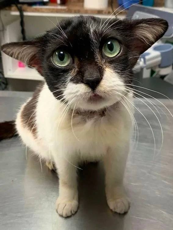 В ветеринарную клинику в Северной Каролине привезли котика с очаровательными ушами.