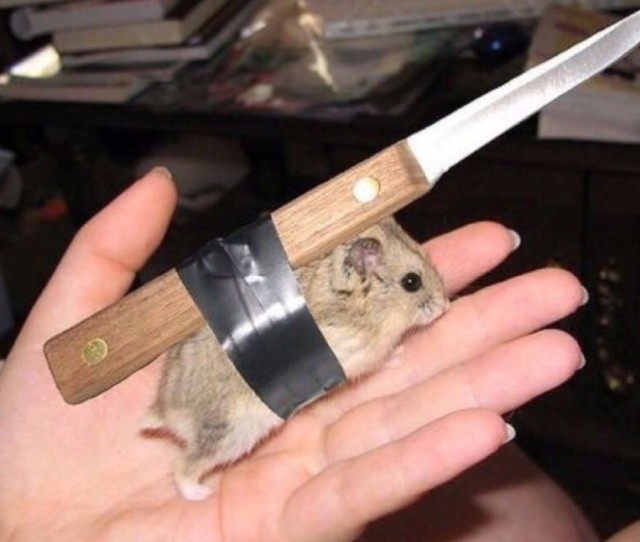 Котей что-то задумал