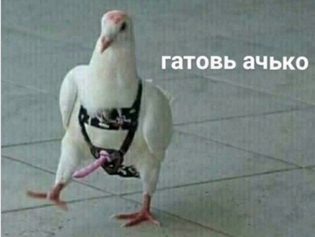 Забыли закрыть дверь: голуби уничтожили лондонскую квартиру