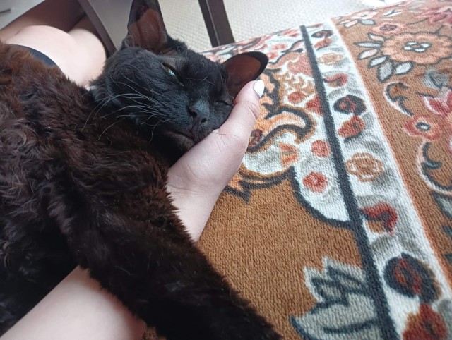 Позы для сна у кошек - что они означают?