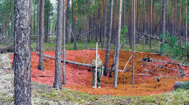 Городище Амня-I возвели в сибирской тайге 8000 лет назад