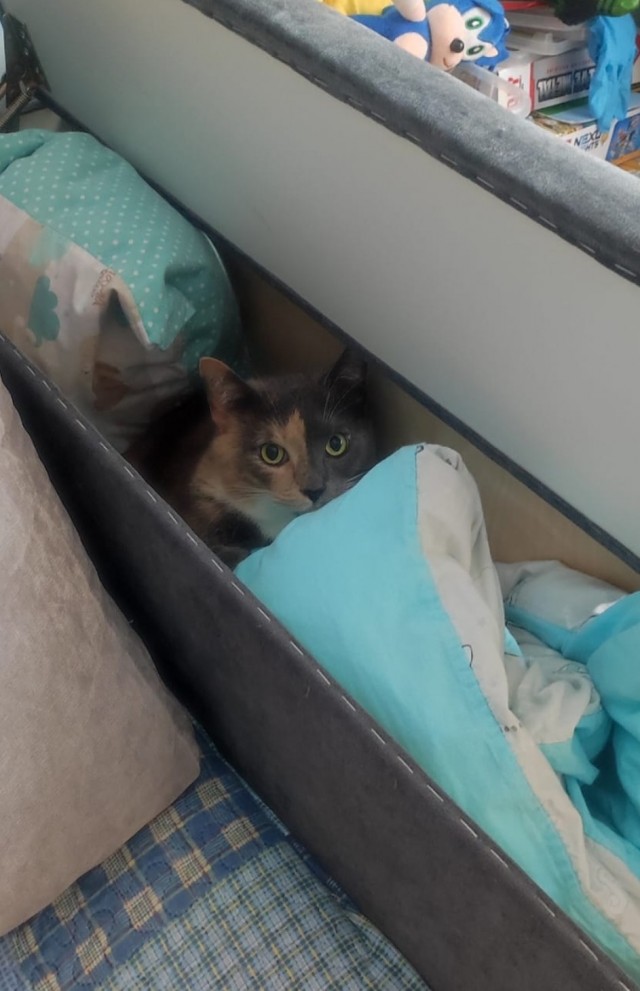 Кот дня