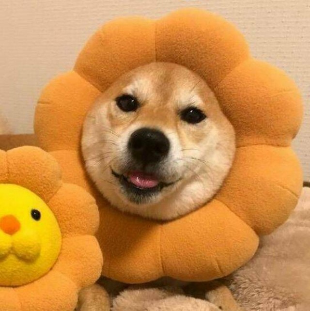 ФотоВинегрет