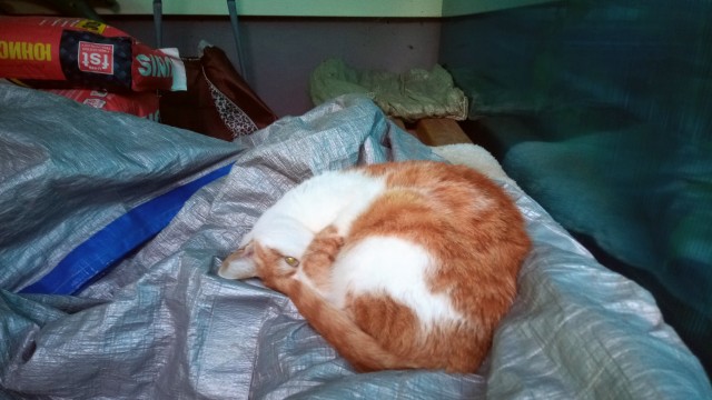 Коты деревенской породы
