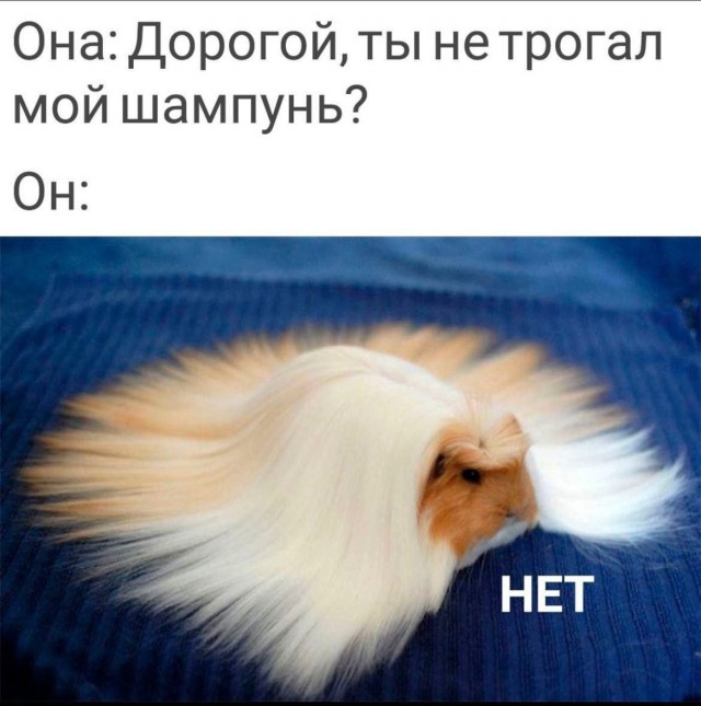 Веселые картинки к пятнице (12.07)