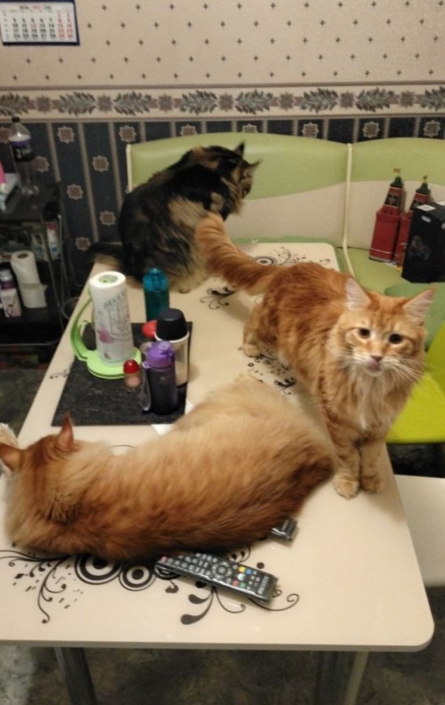 Мэйн-кун!  Котовторнику посвещается!