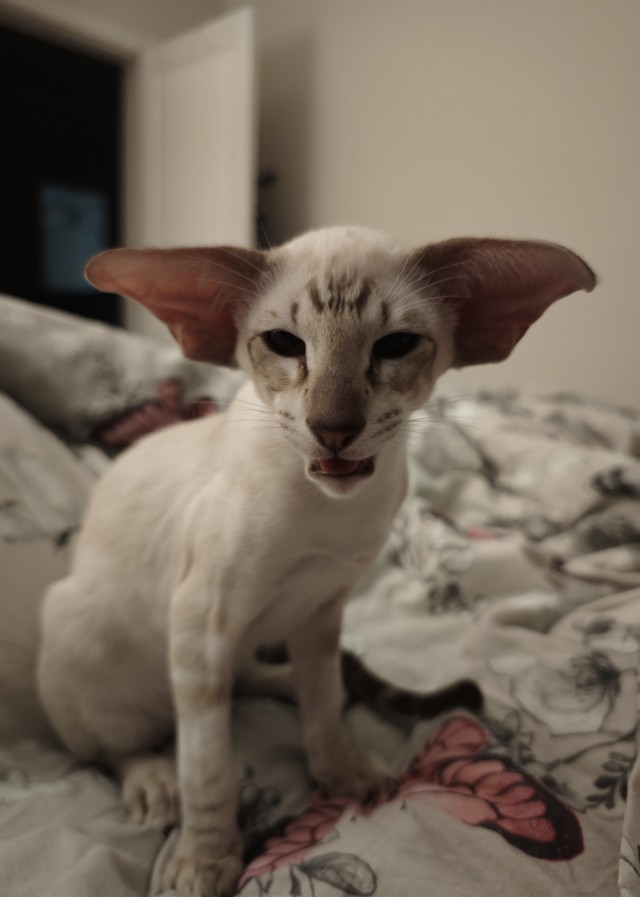 С Котовторником!