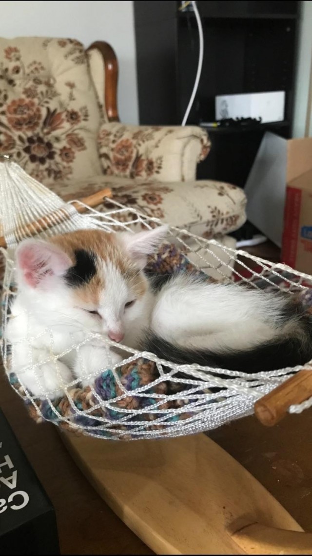 Милота в гамаке