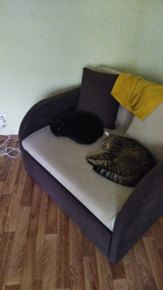 Совпало с котовторником.
