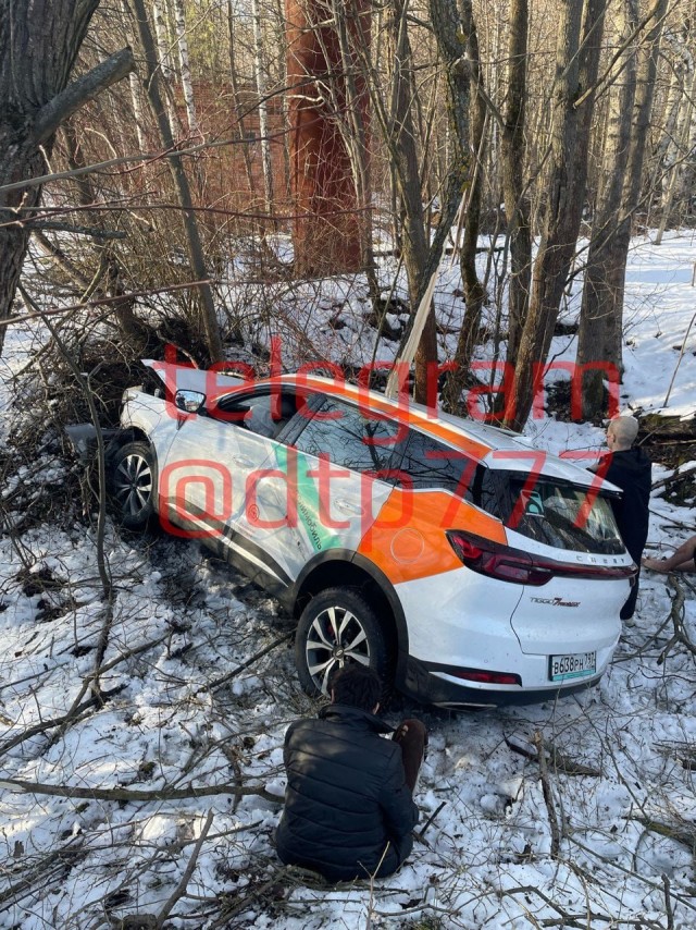 Зверьки в дикой природе оказались