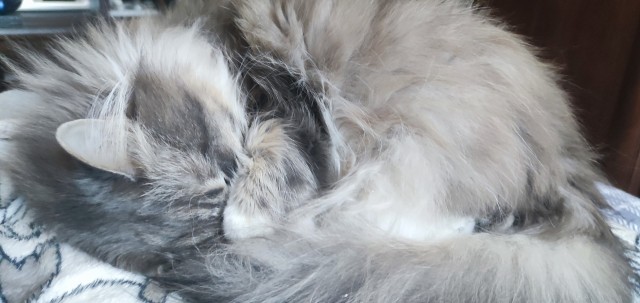 Спящий кот