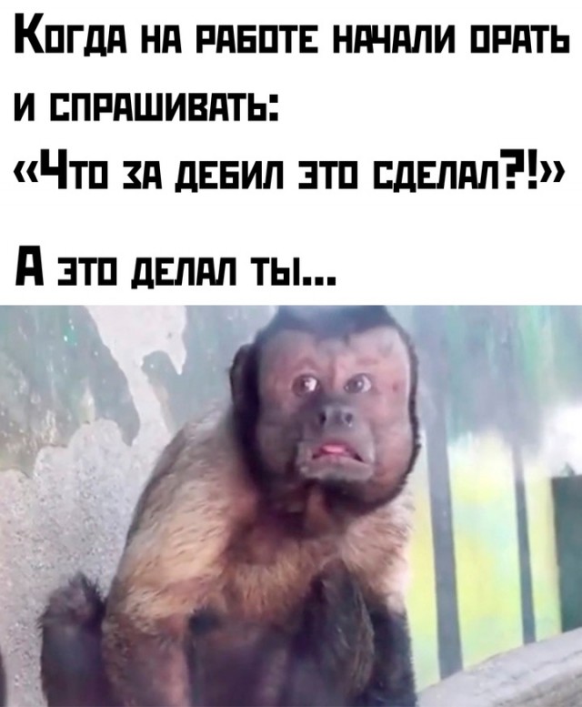 Весёлый полтишок 16.04 25.