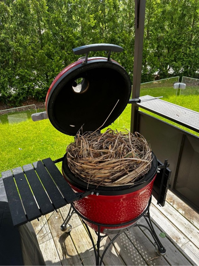 Птичку жалко