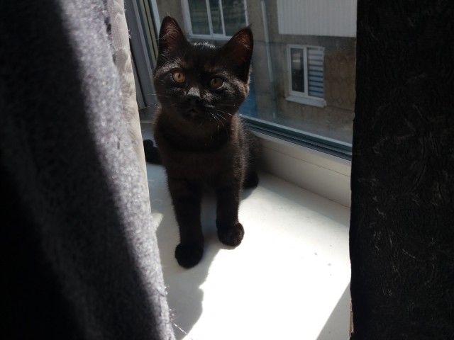Котовторник