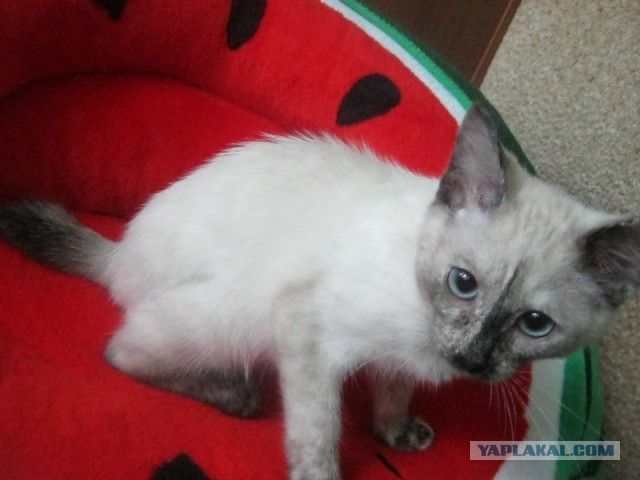 Котовторник 25.06.2013