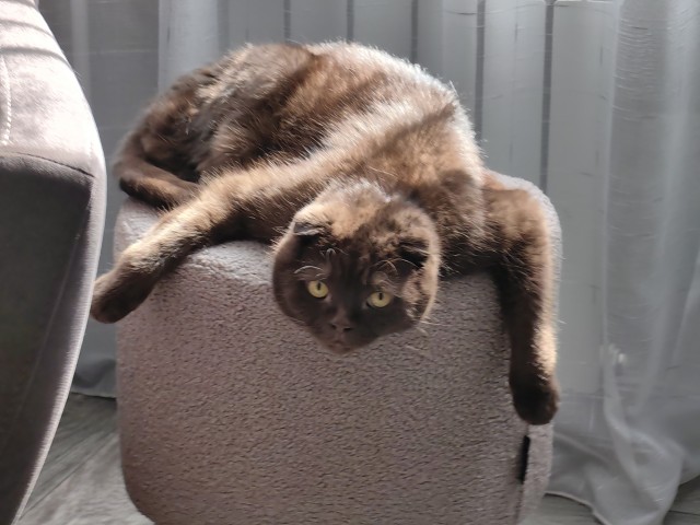 Кот...