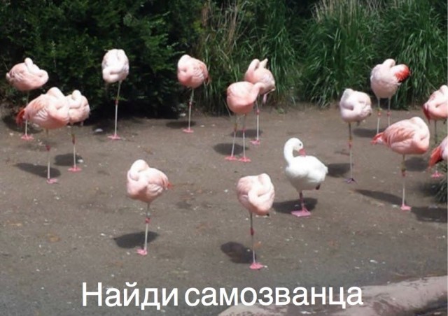 Гусиная тема