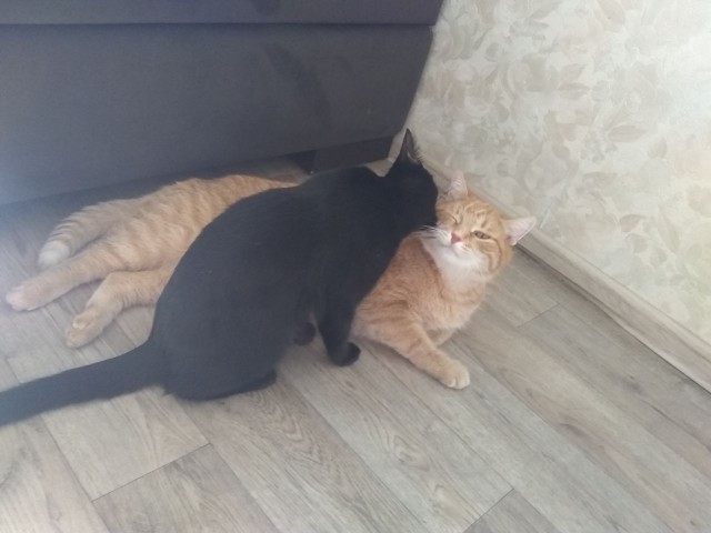 Тьма атакует!