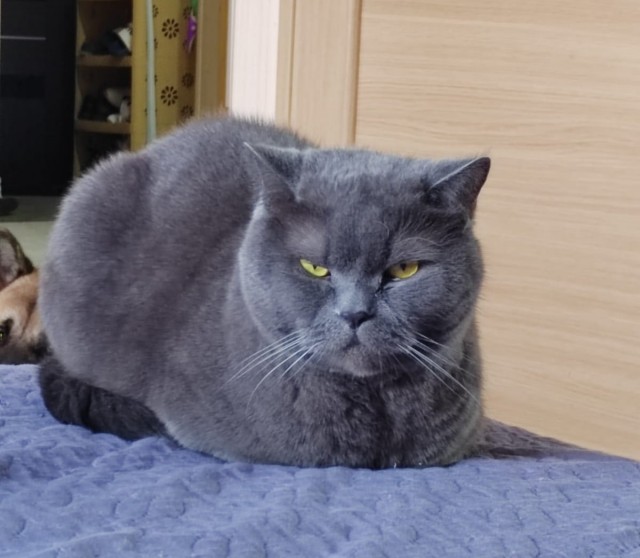 Котовторник.Наши модели