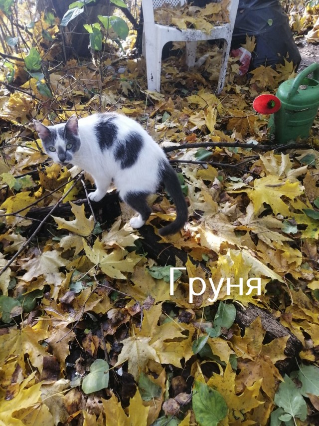 Жизнь домашнего приюта "Котоленд" 515