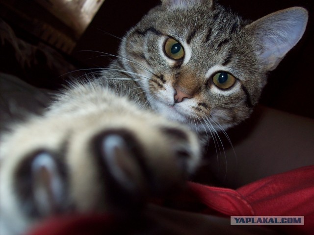 Котовторник 9.07.2013