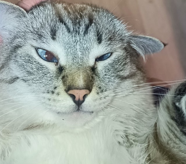 Чем не