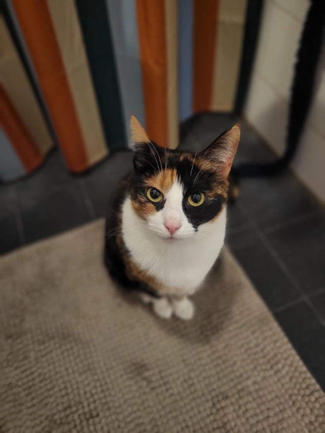 Рандомных фото котов тред