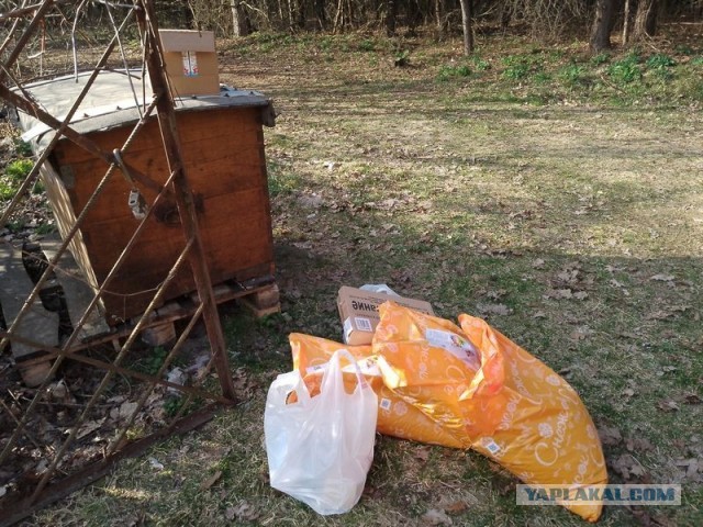 Жизнь домашнего приюта для котеек 576