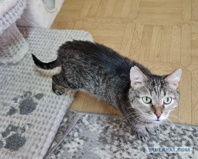 Котиков Вам в ленту