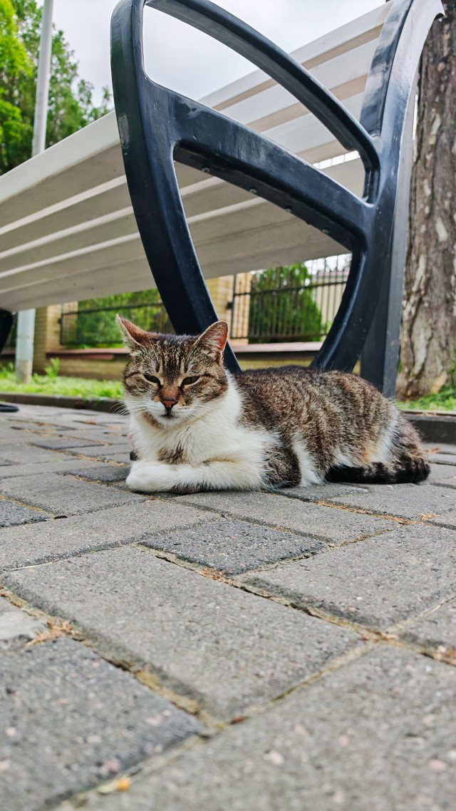 Крымский котик⁠