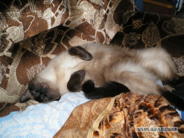 Котовторник   27.08.2013