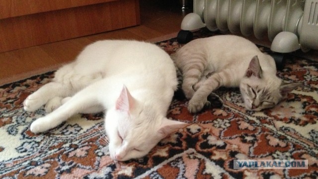 Котовторник 17.09.2013