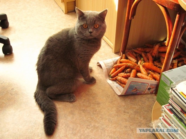 Котовторник 8.10.2013
