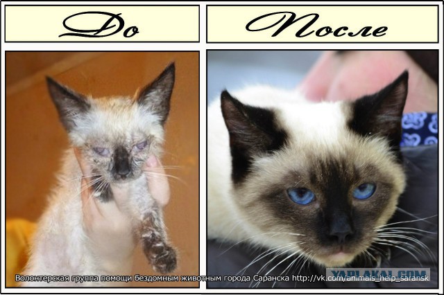 Про спасенных котеек