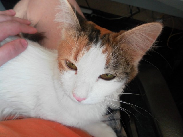 Котовторник 18.03.2014