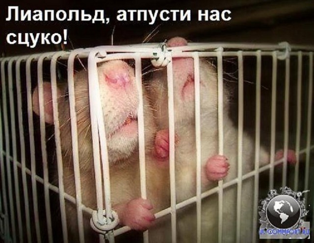 Демотиваторы.