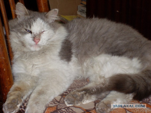 Котовторник 01.04.2014