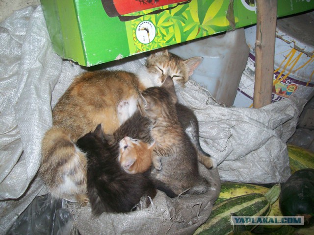 Котовторник 6.05.2014