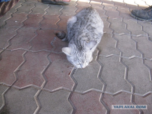 Котовторник 20.05.2014