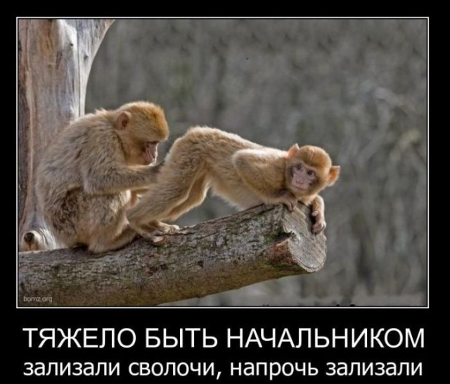 Комментарии из социальных сетей