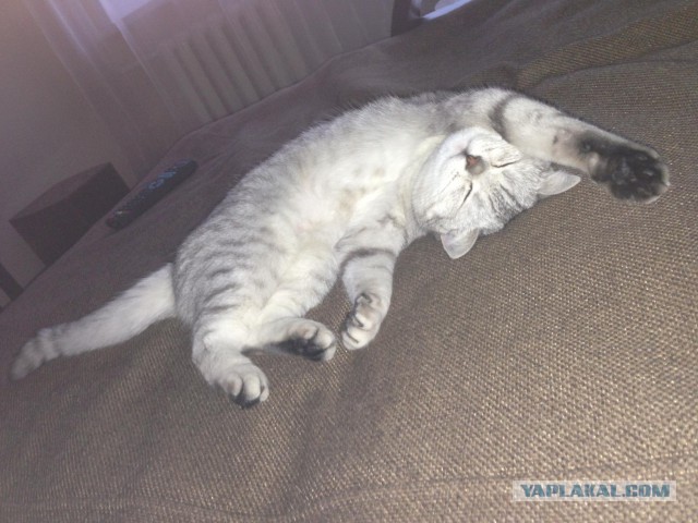Котовторник 05.08.2014
