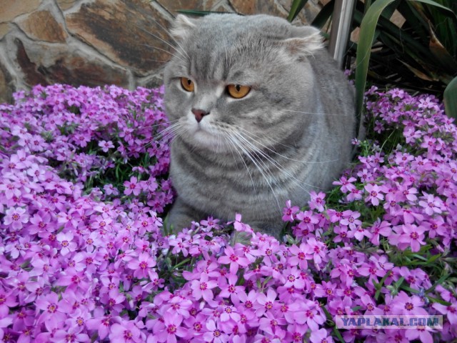 Котовторник 2.12.14